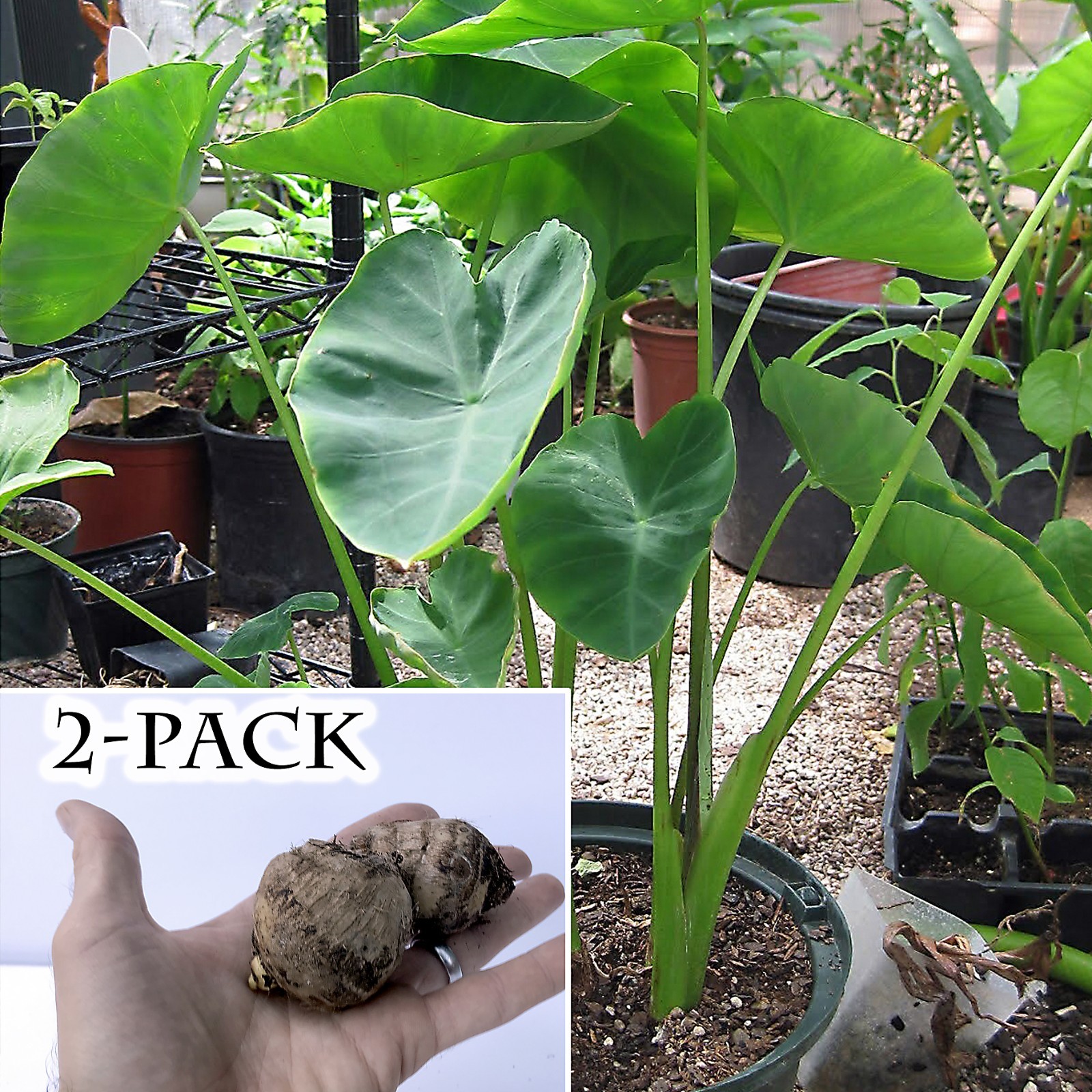 Elephant Ear Bulbs (2x Colocasia)