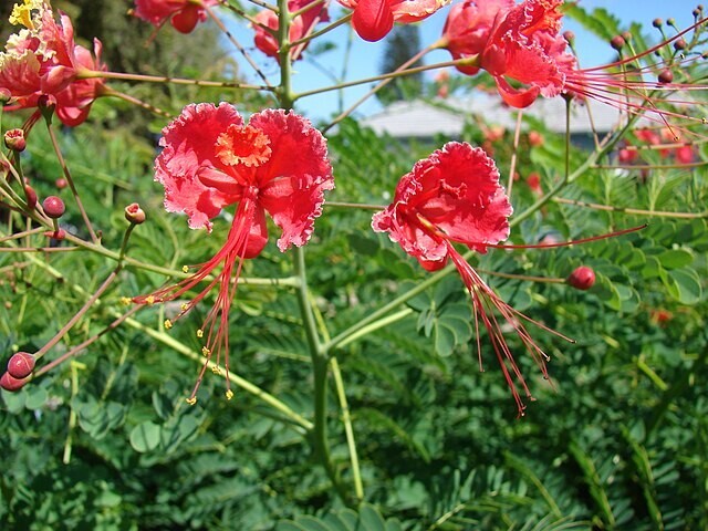 Caesalpinia pulcherrima | Red Bird of Paradise | 5 Seeds