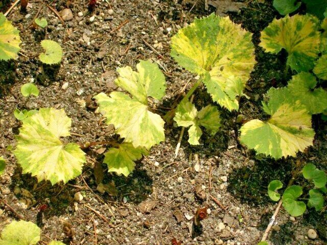 20 VARIEGATED BUTTERBUR SEEDS ( Petasites vulgaris ) – ( 1+ foot wide leaves )