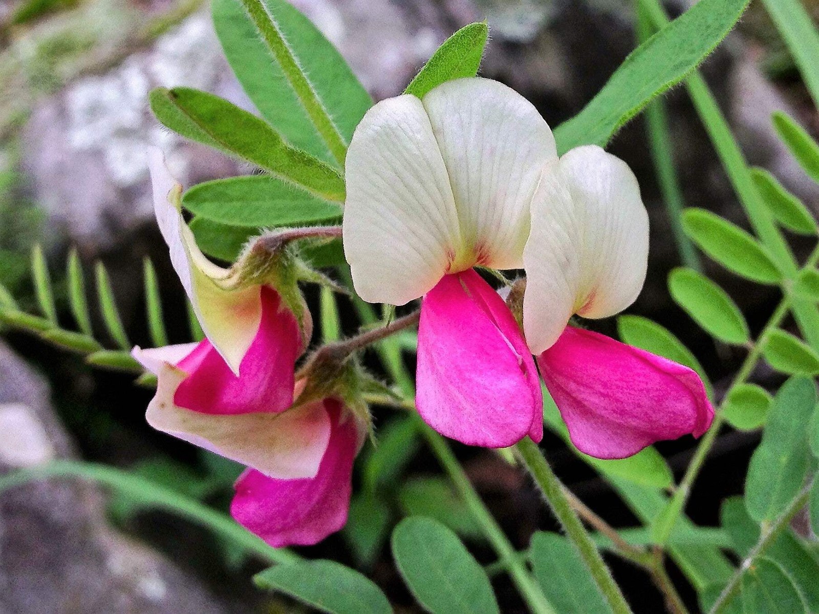 30 GOAT’S RUE Tephrosia Virginiana Cracca Flower Grass Legume Ground Cover Seeds