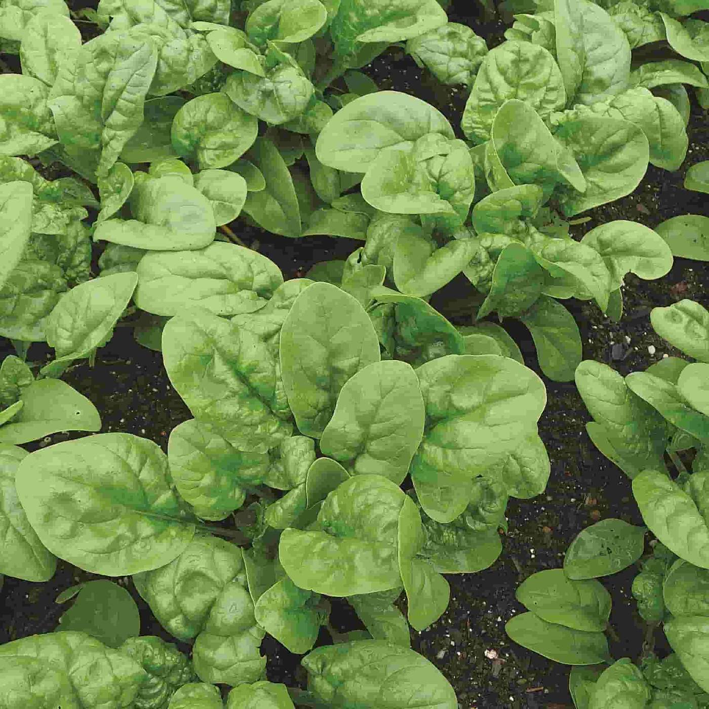 Bloomsdale Long Standing Spinach Seeds, NON-GMO, Variety Sizes, FREE SHIPPING