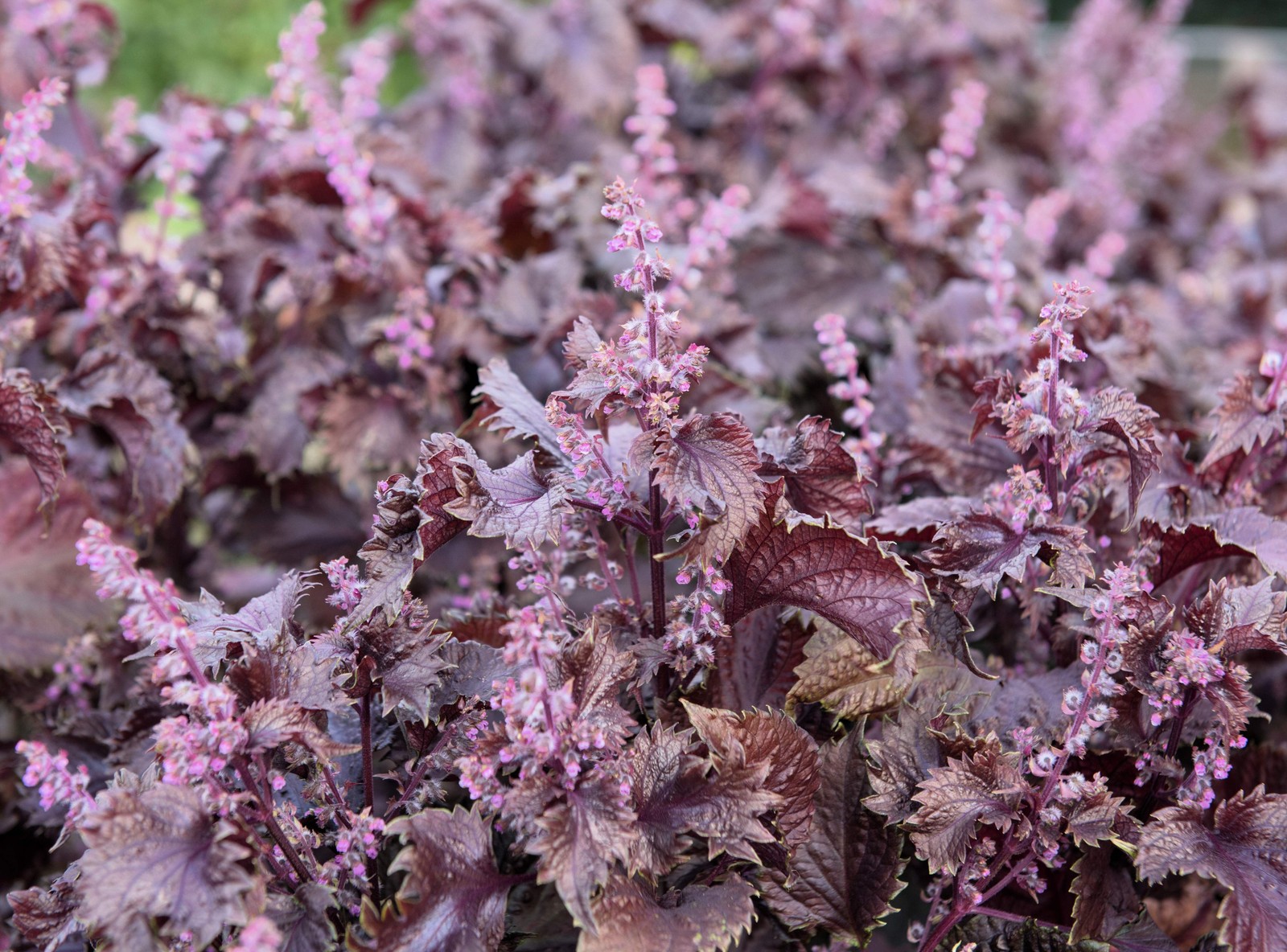 300 PURPLE SHISO aka PERILLA Frutescens Ornamental Herb Seeds Green & Purple