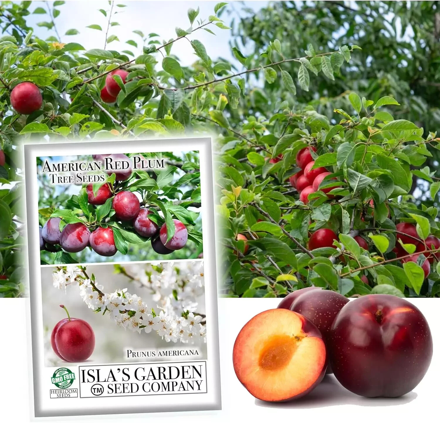 American Red Plum Tree Seeds for Planting, 5 Fruit Seeds per Packet, (), Non GMO
