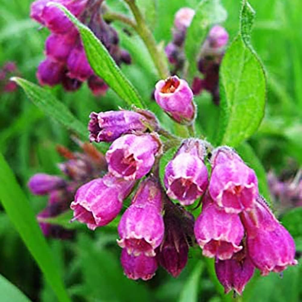 80 Symphytum Officinale Comfrey Seeds – Non-Gmo Heirloom Fresh Garden Seeds