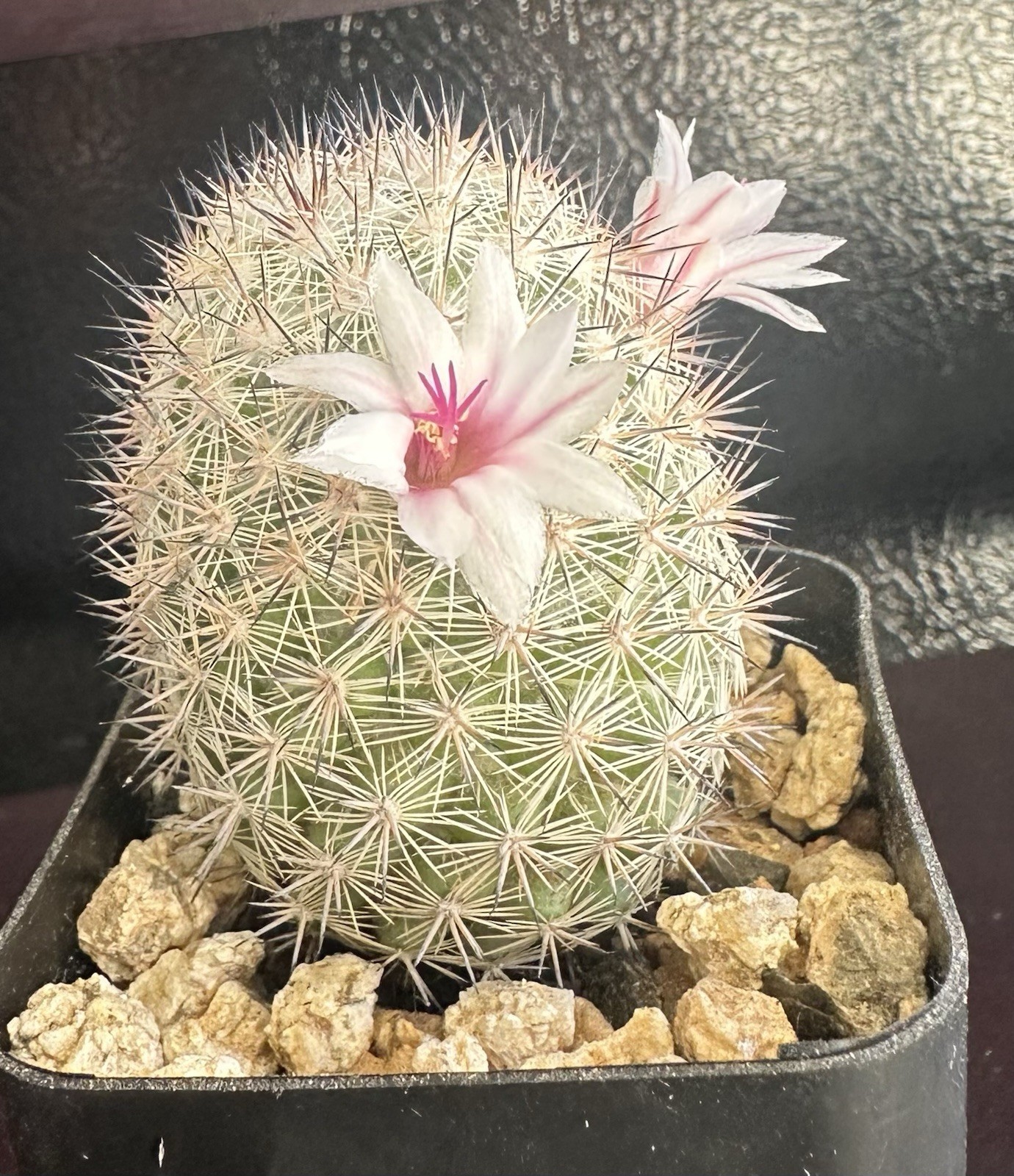 35 Seeds Mammillaria Slevinii SN1252 Cactus Seeds