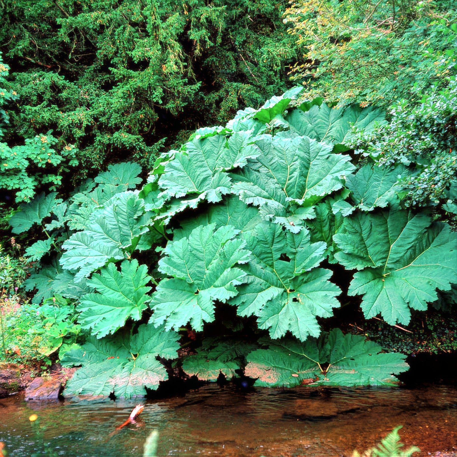 25 GUNNERA MANICATA SEEDS “Dinosaur Food” Giant Hardy Exotic Flower Plant RARE!