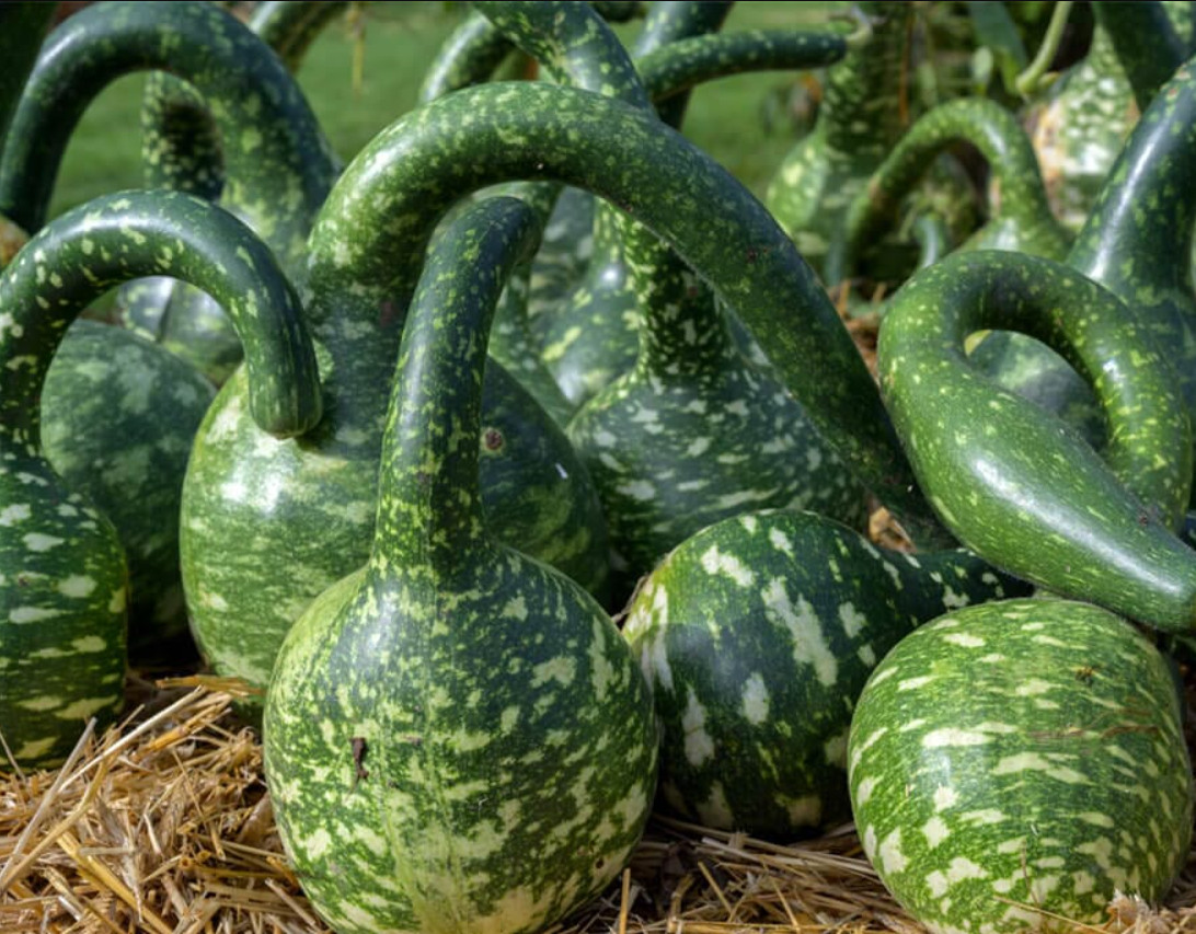 Gourd SPECKLED SWAN Large Birdhouse Decorative Arts & Crafts Non-GMO 15 Seeds