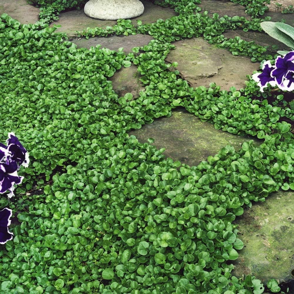 Low-Maintenance Dichondra Seeds – Ideal for Quick Lawn Alternatives and Erosion