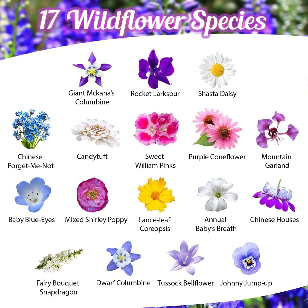 BBB Seed Partial Shade Wildflower Seeds 1 oz Packet, OpenPollinated Wildflow…