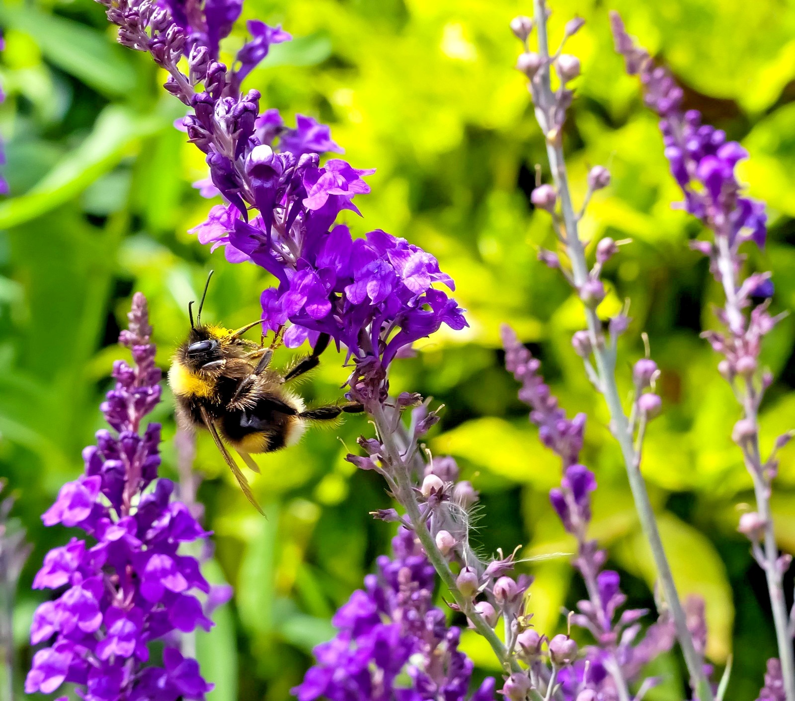 purple toadflax 200 seeds EZ to grow perennial flower, linaria purpurea