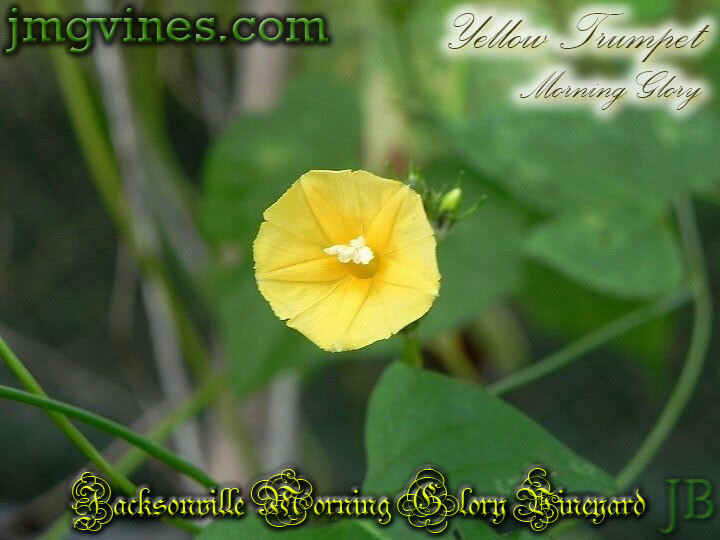 Yellow Trumpet Ipomoea Hederifolia var Lutea Morning Glory 10 Seeds