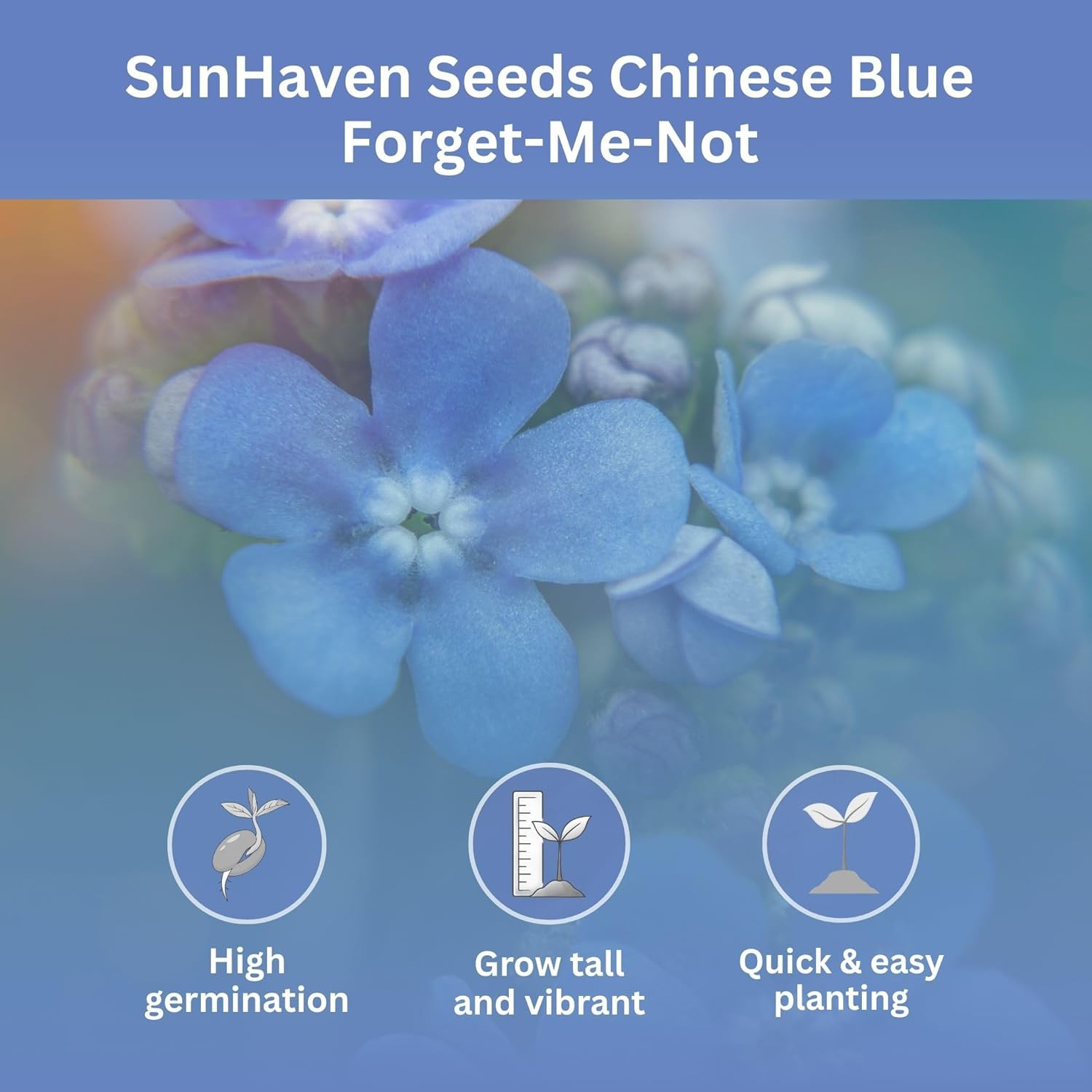 Forget-Me-Not Seeds (Chinese Blue) – 5,000+ Seeds – 1 Oz Bulk Extra Large Packet