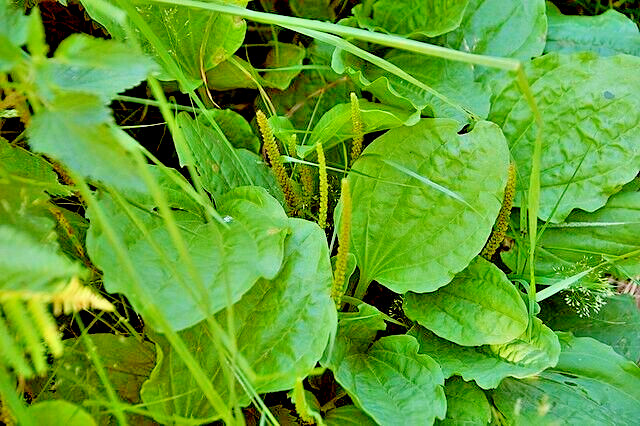 WIDE LEAF PLANTAIN 500 SEEDS, PLANTAGO MAJOR