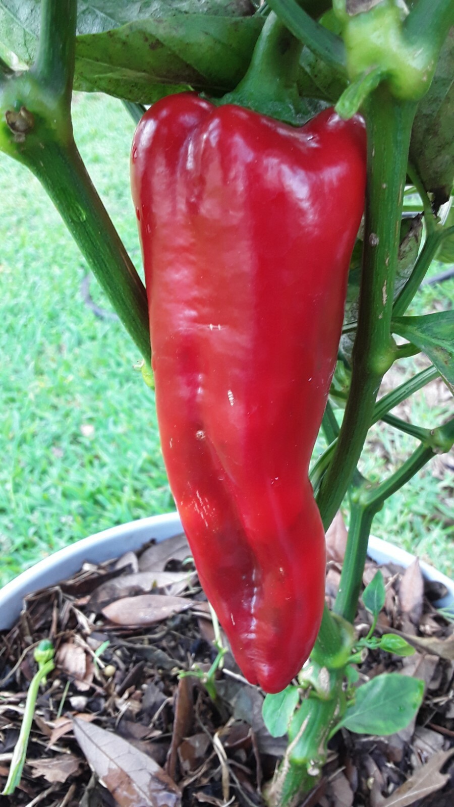 50+ Giant Marconi Rosso Pepper Seeds Sweet NON GMO Open Pollinated Prolific