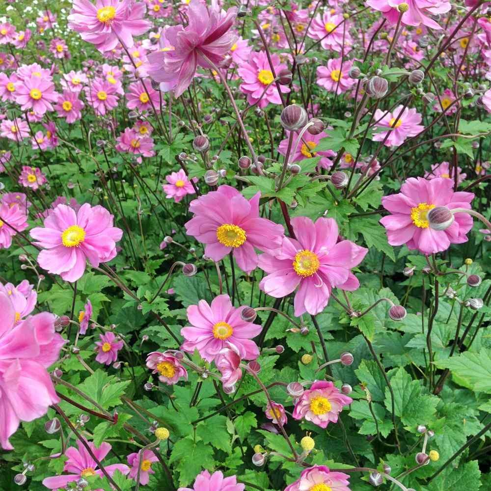 200 Seeds Anemone Seeds – Japonica Flower Seed