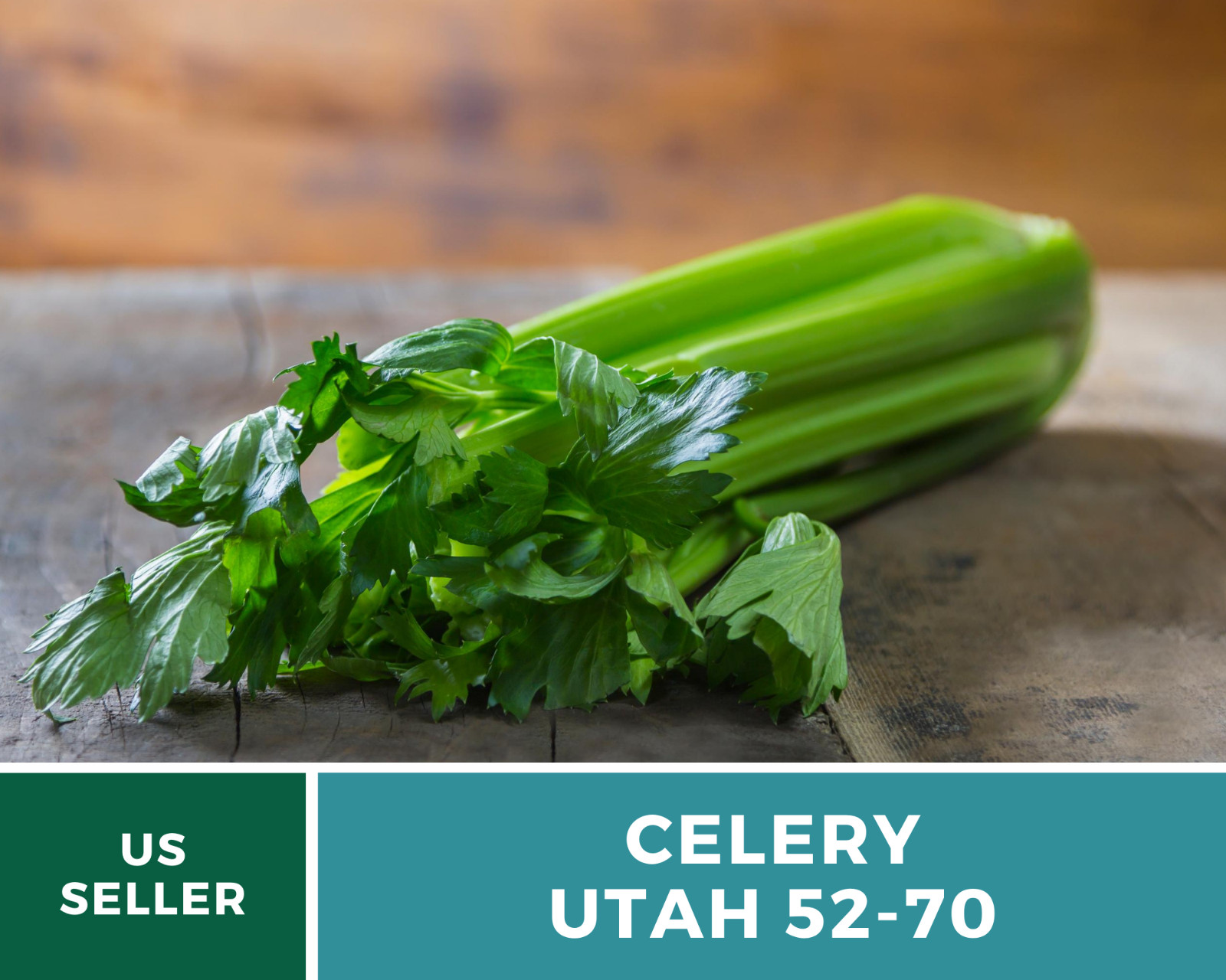 Celery, Utah 52-70 – 300 Seeds – Heirloom – Non GMO (Apium Graveolens)