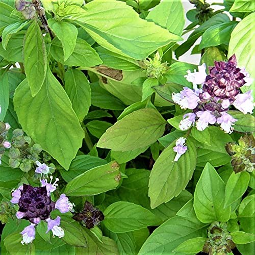 Cinnamon Basil Seeds, NON GMO, 25 Seeds, Spicy & Fragrant Aroma and Flavor