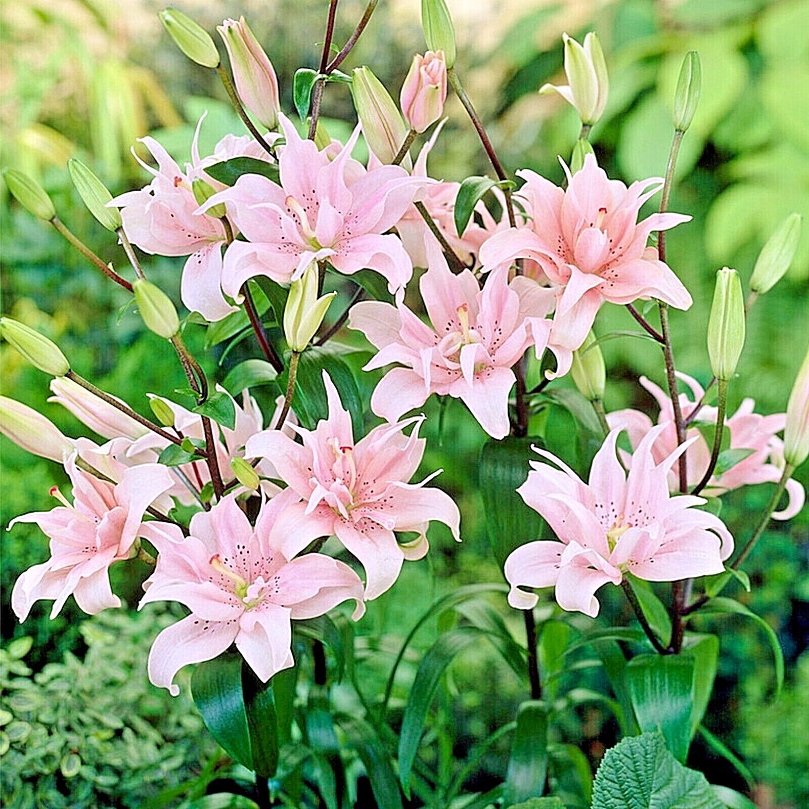 Garden State Bulb Double Elodie Asiatic Lily Flower Bulbs, 14/16cm, Spring