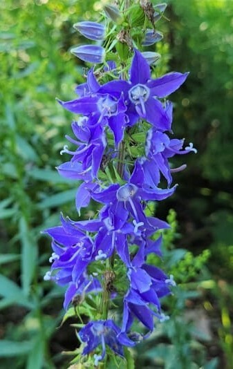 500+Tall Bellflower Seeds Campanula americana Native American WildBellflower USA
