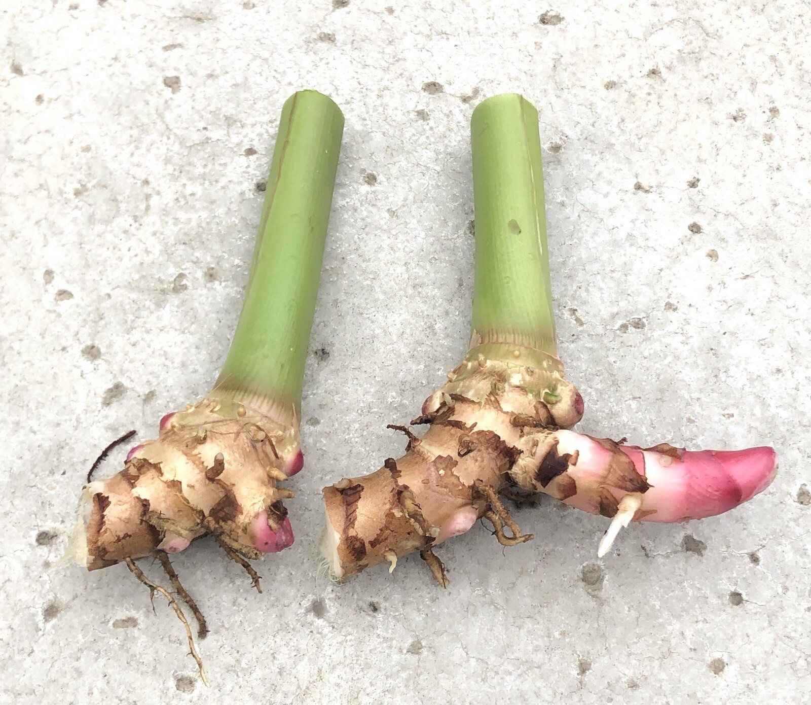 White Butterfly Ginger Rhizome Bulbs Fresh Tubers (2) Hawaiian Tropical