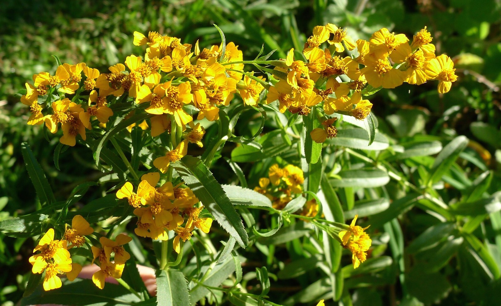 Mexican Tarragon Seeds, NON-GMO, Texas Tarragon, Mexican Mint Marigold