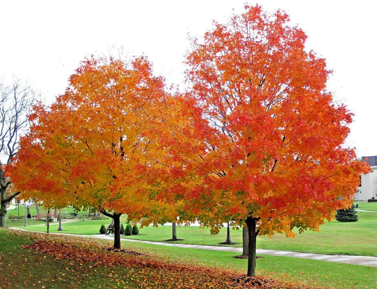 Southern Sugar Maple Tree | Premium Seeds | Acer saccharum ‘Summer’ | Plants’®