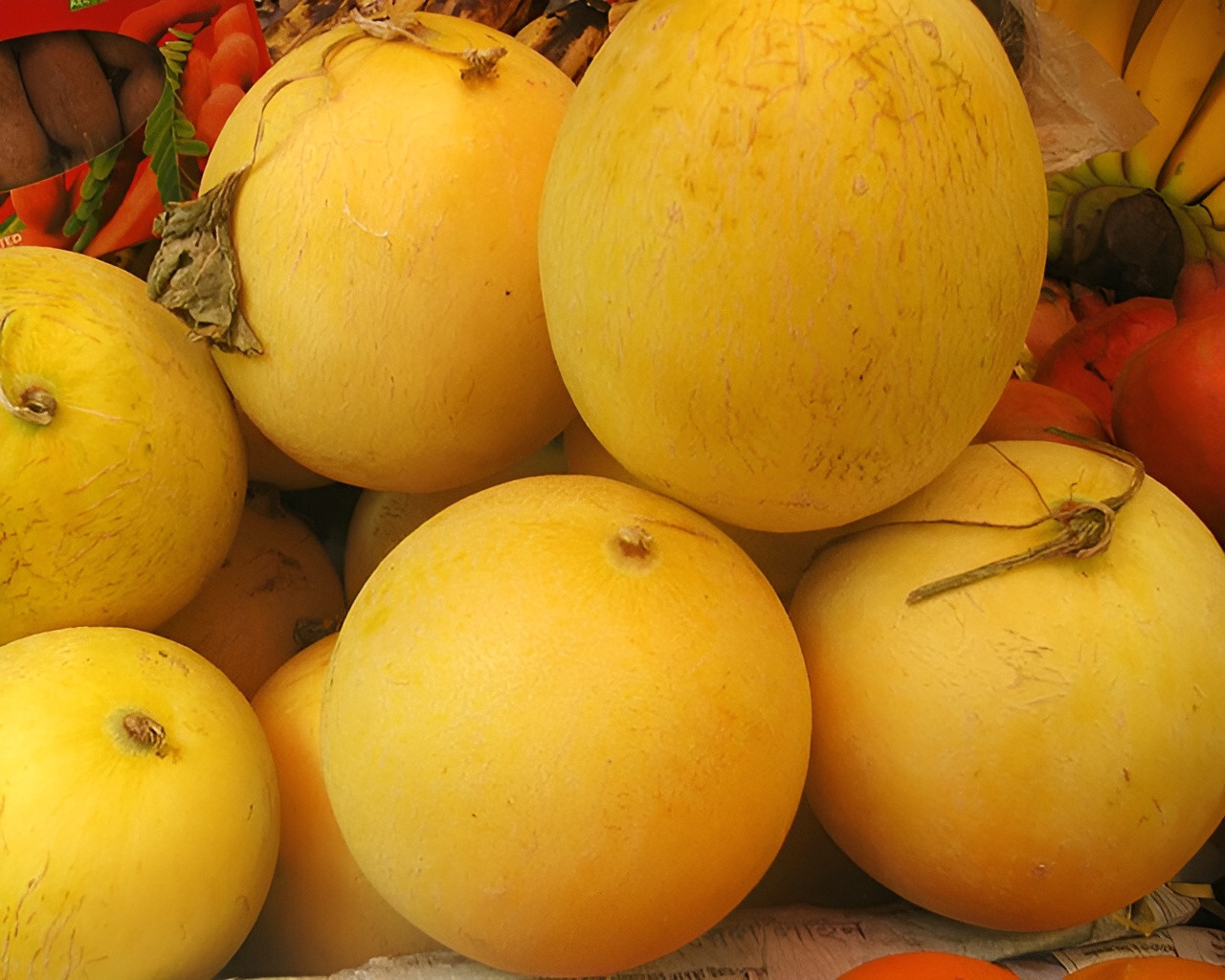 40 Heirloom Collective Farm Woman Melon Seeds Unique Early Honeydew Style Melon