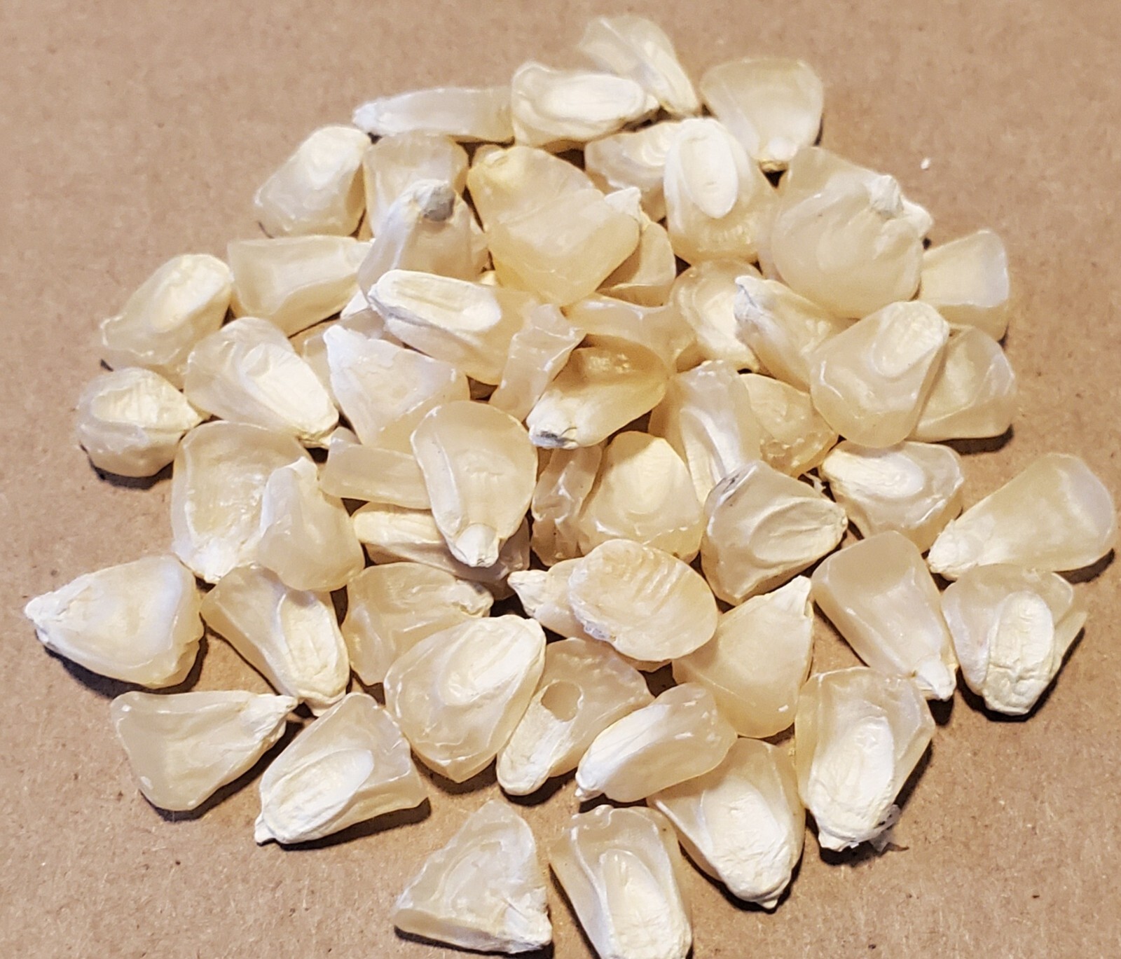 1/4 Pound (600 Seeds) Silver Queen Hybrid Corn Seeds White Non GMO