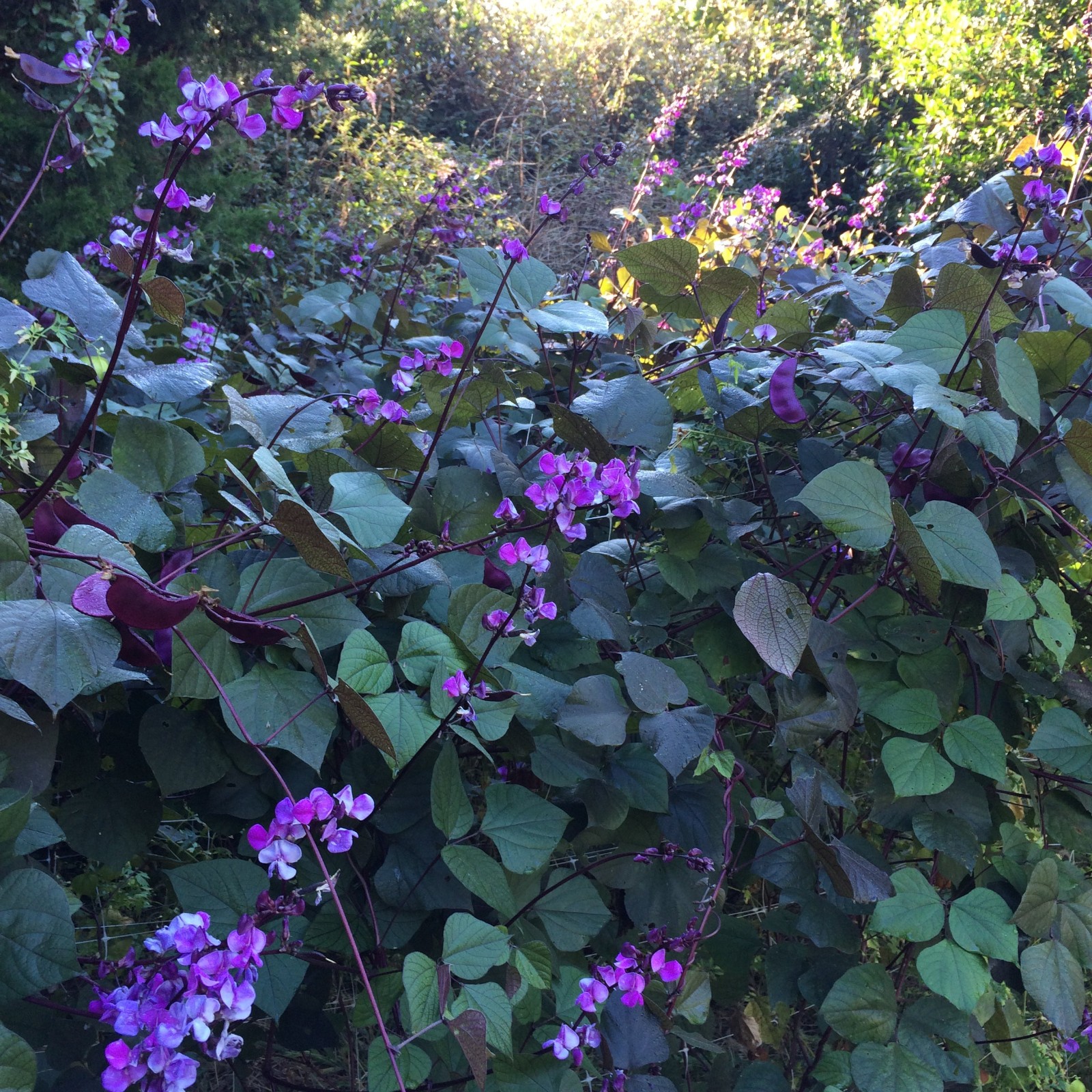Ruby Moon hyacinth bean vine, Dolichos lablab 15 Seeds Free Shipping!