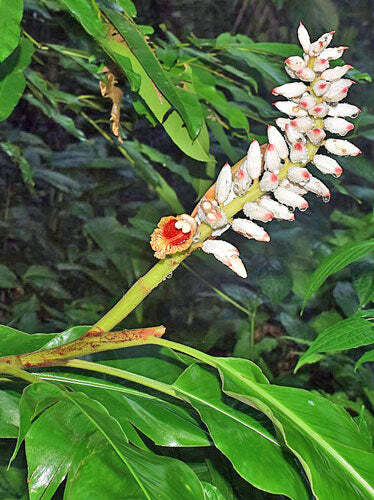 Alpinia malaccensis | Ornamental or Malacca Ginger | 5 Seeds