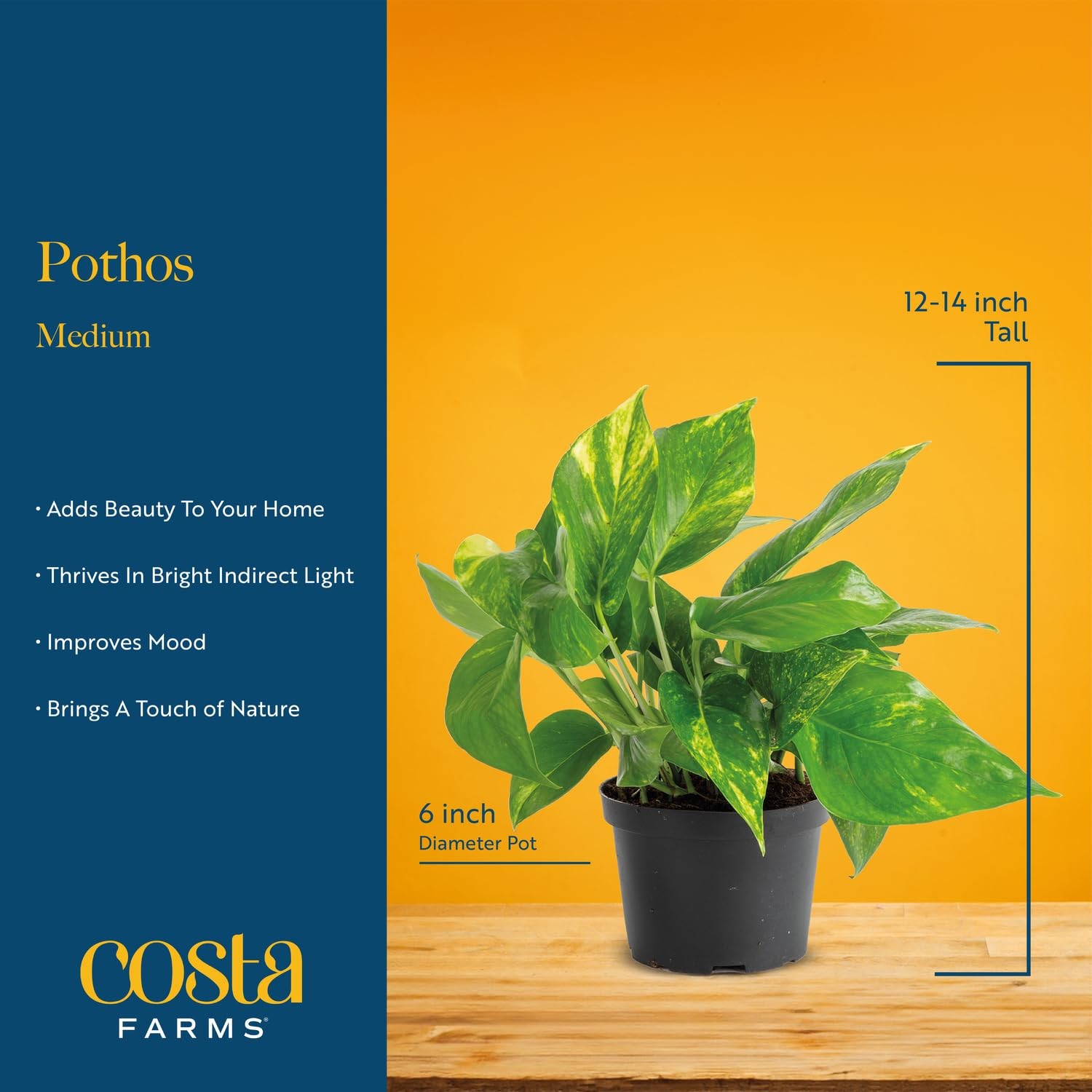 Pothos Plant – Easy to Grow Vining Indoor Plant, 1 Ft Tall – Air Purifying