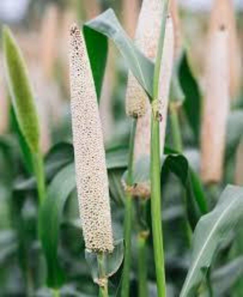 200 Pearl Millet Ornamental Grass Seeds. Organic. USA Seeds. Ships free