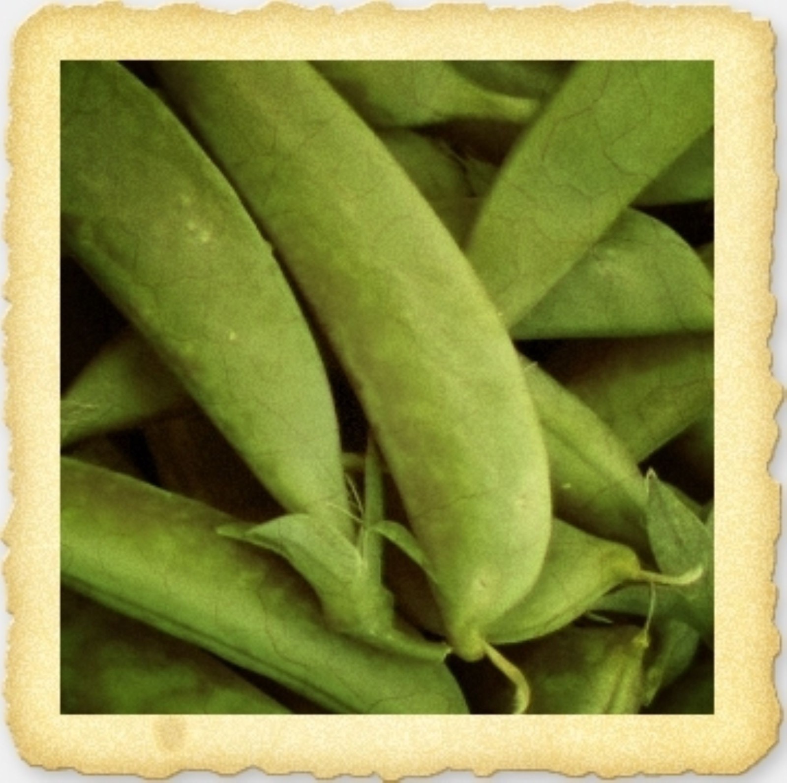 Wando Pea Seeds 8 oz.
