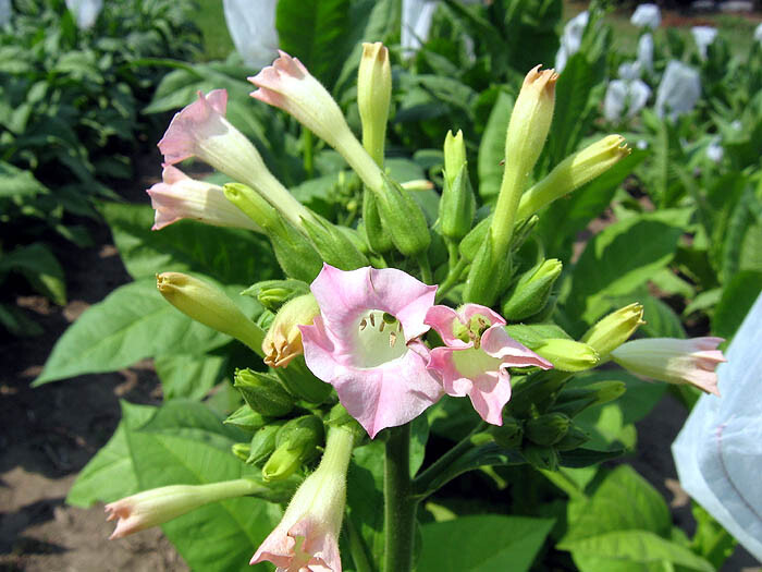 1000 Yellow Gold Tobacco Seeds ~ Heirloom Non-GMO Nicotiana Tabacum