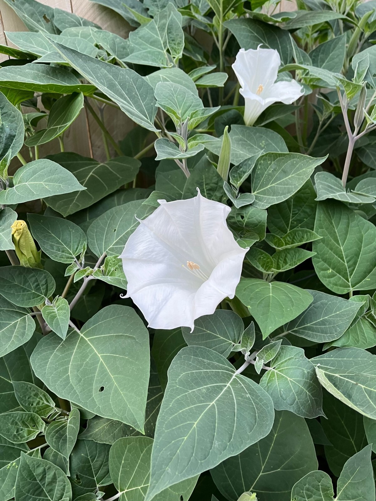 Moonflower Seeds WHITE Fragrant Bush Organic Moon flower Datura Angel Trumpet