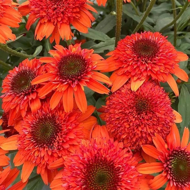 50 Coneflower Seeds Echinacea Perennial Flower Flowers Butterfly “Hot Papaya”