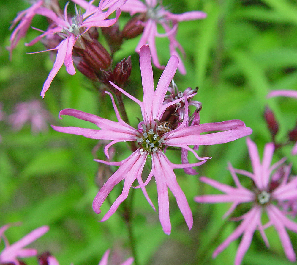 Lychnis Flos – Cuculi Nana seed