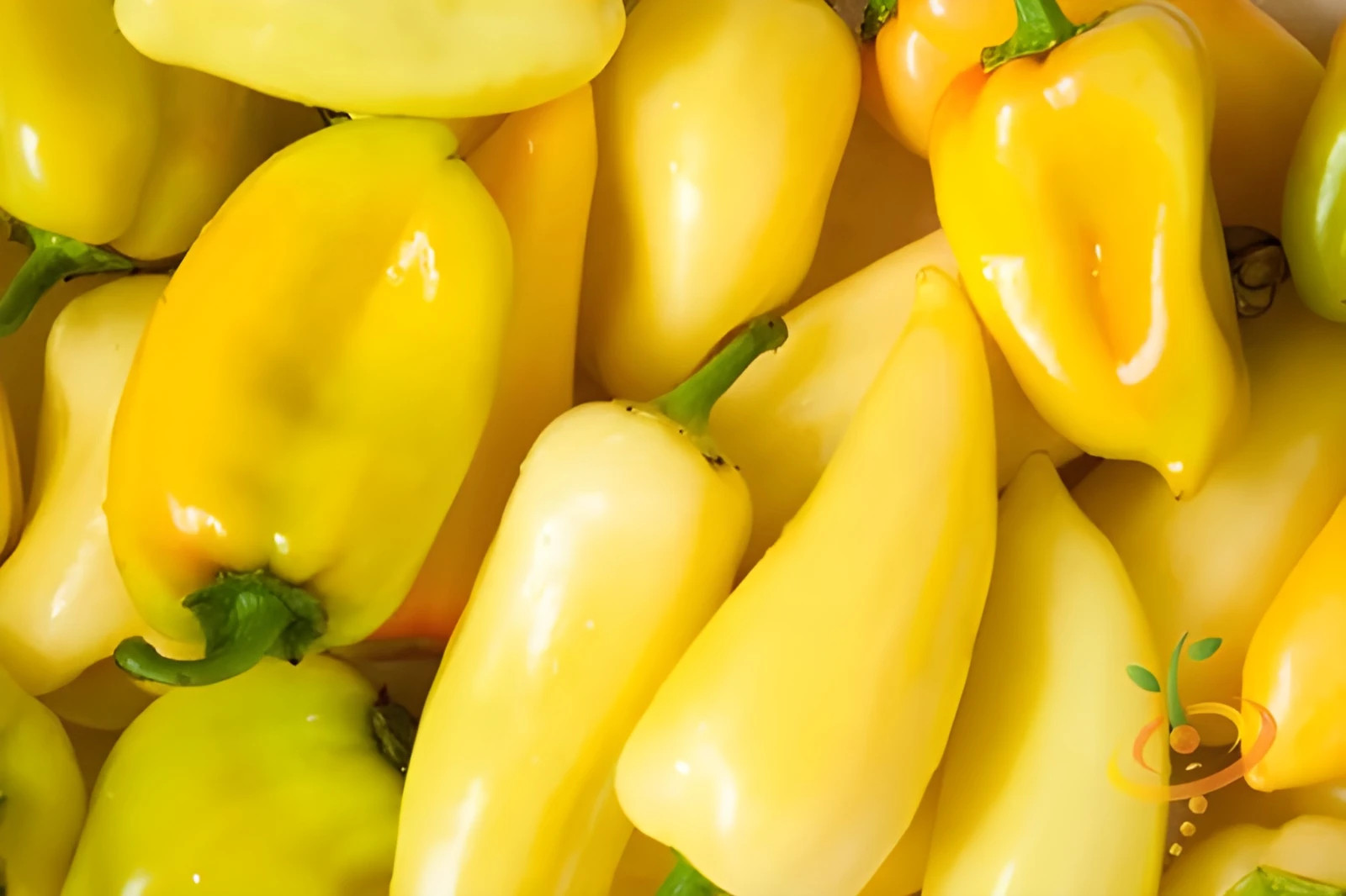 100ct Heirloom Cal Oro Pepper Seeds AKA Yellow Jalapeno – Medium Heat NonGMO