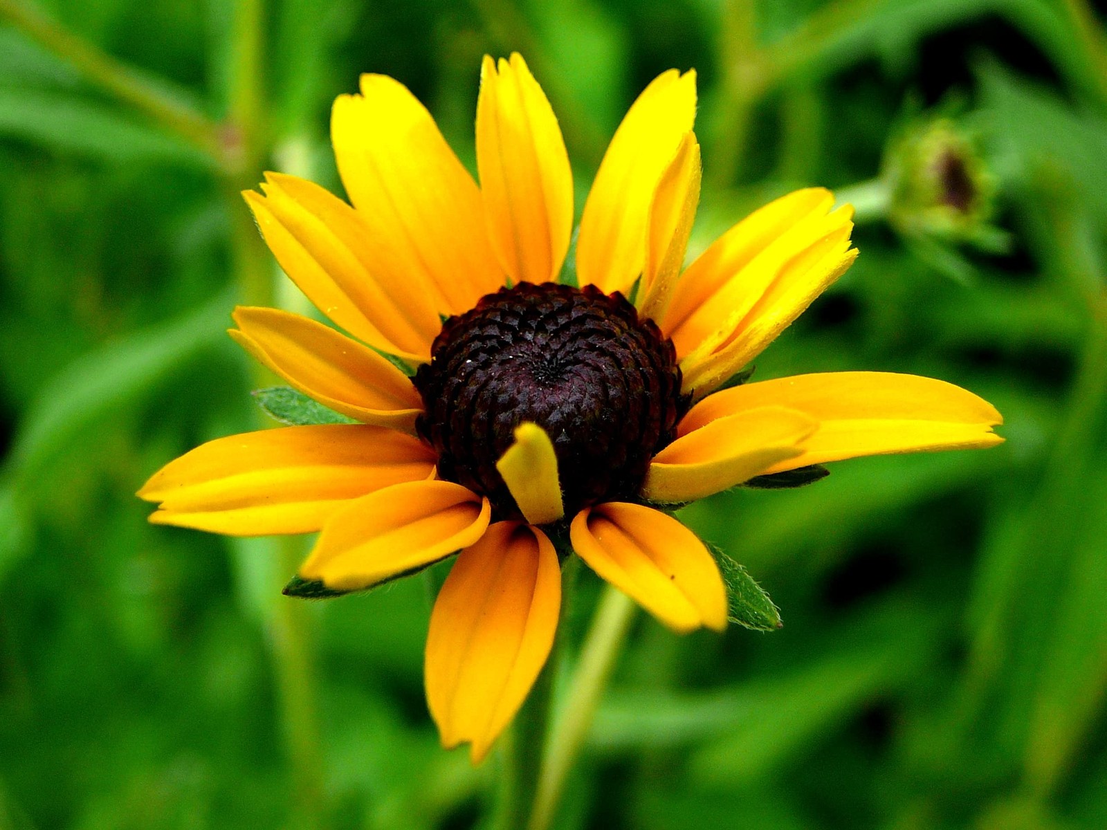 Black Eyed Susan Seeds for Planting, 1 Ounce, 1 Ounce 106,000 Seeds,