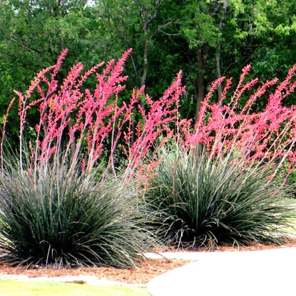 25 RED YUCCA SEEDS (Hesperaloe parviflora) Hummingbird & Butterfly Flower Plant