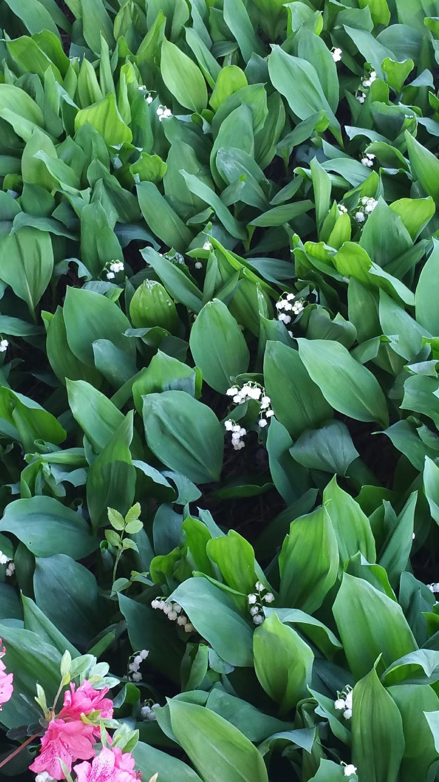 Lily of the Valley Live Plants (White Fragrant Flowers) Bare Roots