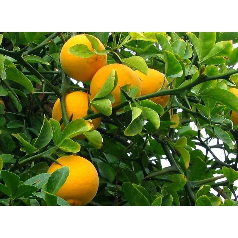 10+ Seeds Hardy Orange, Trifoliate Orange (Poncirus trifoliata) Hardy to Zone 5