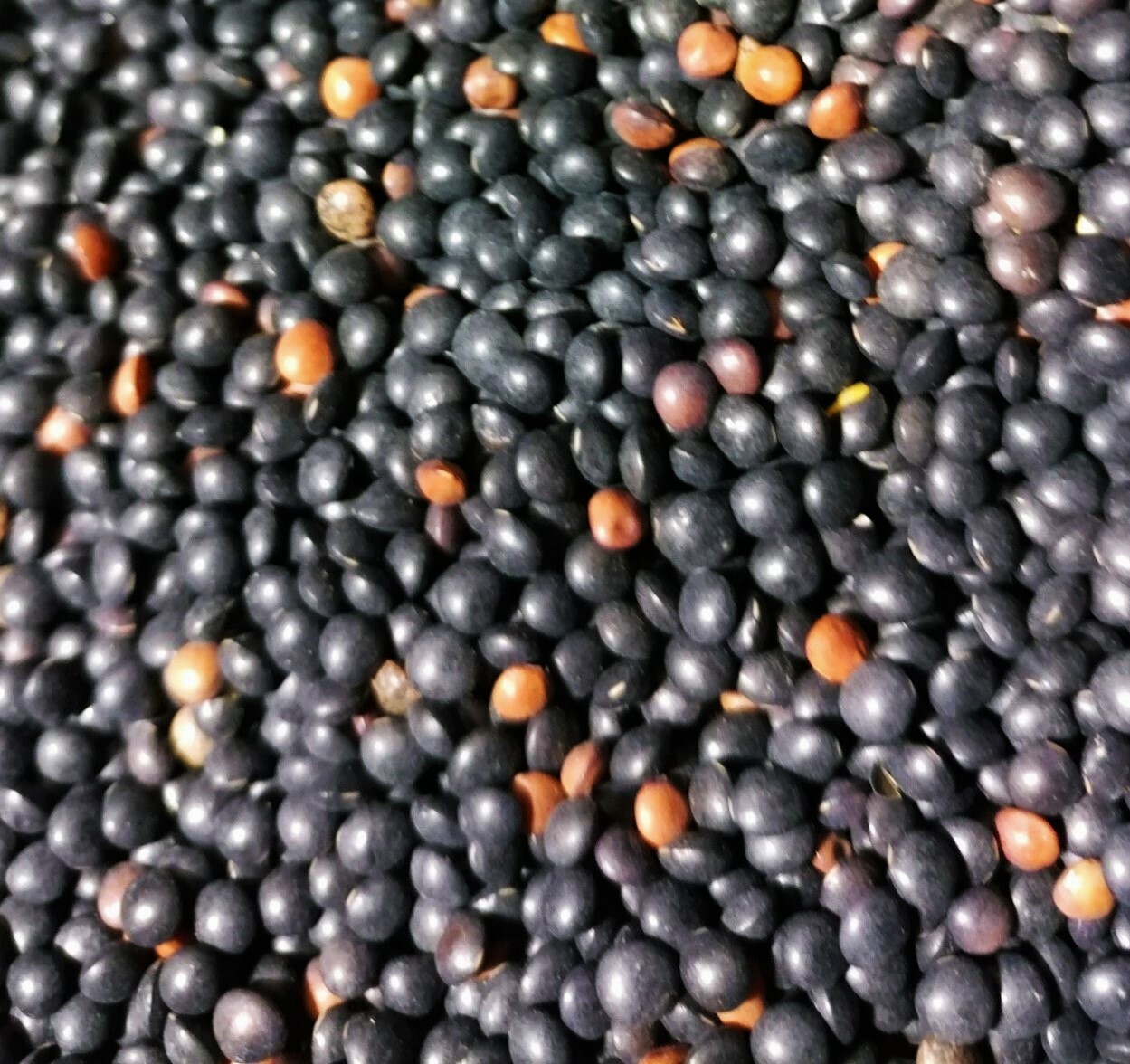 Black Lentil Seeds | For Planting Asian Indian Head Daal Bean Vegan Seed 2024