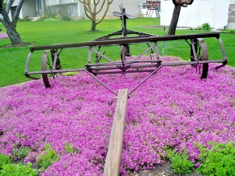 501+PURPLE ROCKCRESS Flower Seeds Drought Heat Cold Groundcover Container Easy