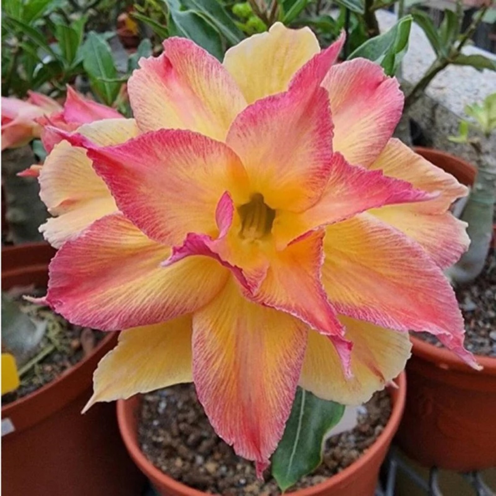 10 Carnival Desert Rose Seeds Adenium Obesum Flower Perennial Seed US SELLER