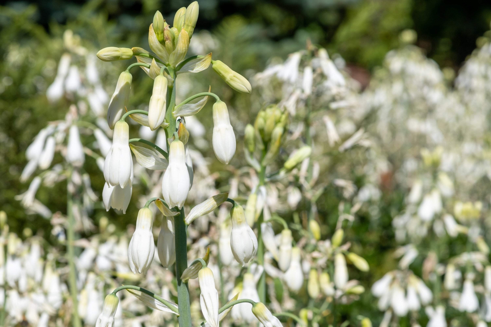 10 WHITE AFRICAN HYACINTH Cape Giant Summer Spire Lily Ornithogalum Flower Seeds