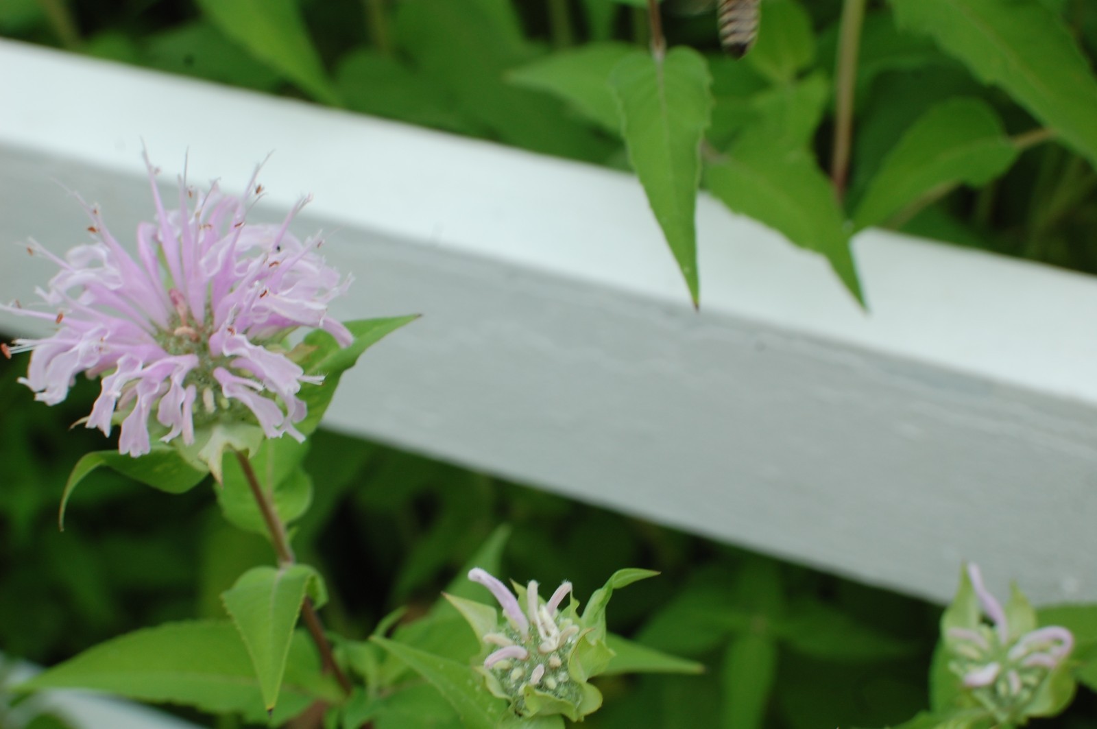 Wild Pink Bee Balm Seeds/Monarda fistulosa/1 gram +/Native US Plant/Medicinal/