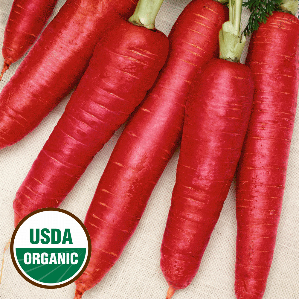 Atomic Red Carrot Seeds Organic FREE SHIPPING!