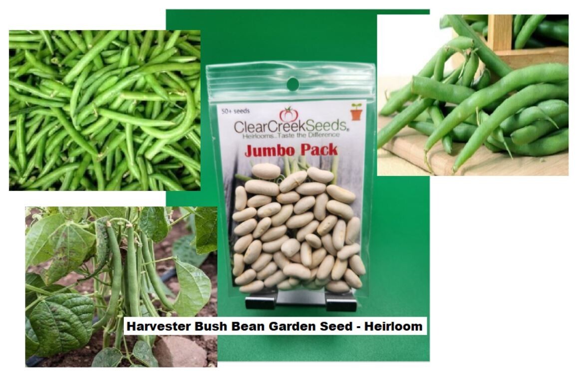 Harvester Bush Bean, 50+ Vegetable Heirloom Garden Seeds, Non-GMO. FREE SHIPPING