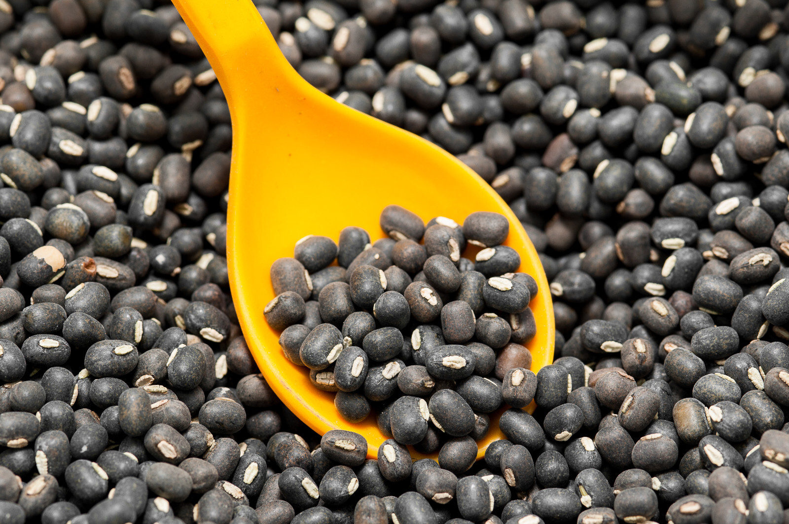 Black Matpe Bean Seeds (100) / ORGANIC / INDIAN CUISINE / RARE/ FLORIDA GROWN